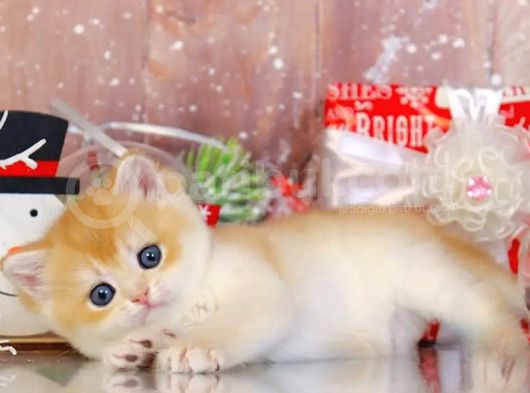 Goldistanlı Golden British Shorthair görsel