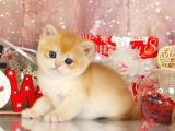Goldistanlı Golden British Shorthair