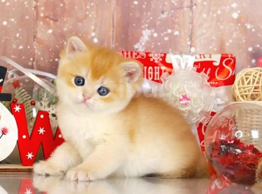 Goldistanlı Golden British Shorthair