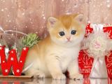 Goldistanlı Golden British Shorthair