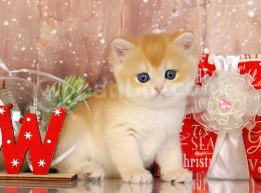 Goldistanlı Golden British Shorthair görsel