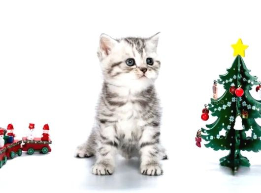 Yavru Kaplan British Shorthair Ns24