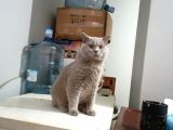 British Shorthair