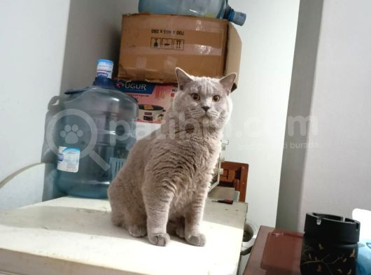 British Shorthair görsel