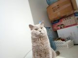 British Shorthair