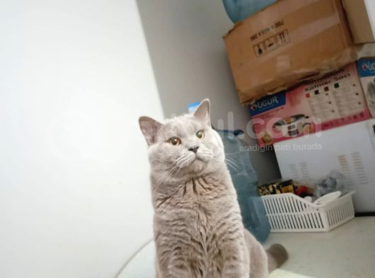 British Shorthair görsel