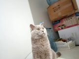 British shorthair