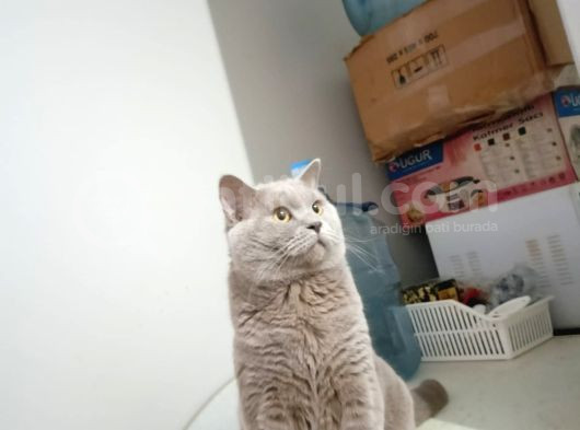 British Shorthair