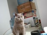 British Shorthair