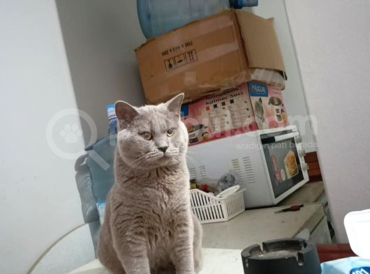 British Shorthair görsel