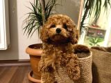 TOY POODLE