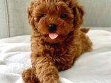 Toy Poodle