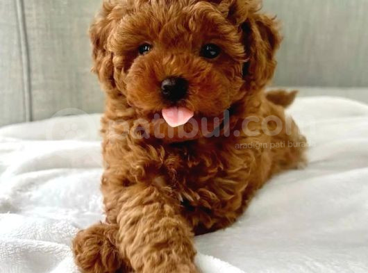 Toy Poodle görsel
