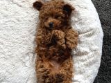 Toy Poodle