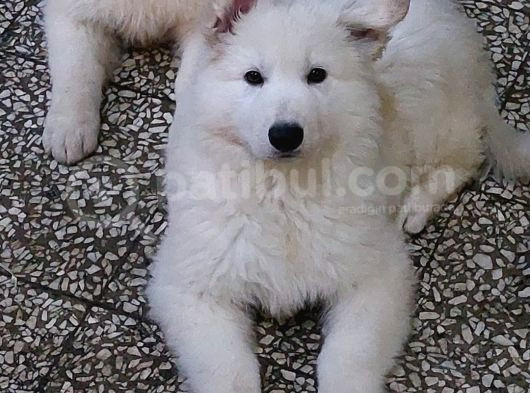 Dünya Güzeli̇ Beyaz Alman Kurdu