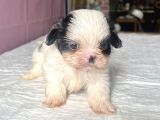 Teacup Mavi Göz Shihtzu Kızım