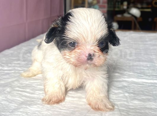 Teacup Mavi Göz Shihtzu Kızım görsel