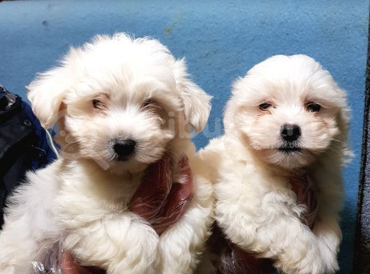 Pamuk Gi̇bi̇ Orji̇nal Maltese Teri̇er Yavrular görsel