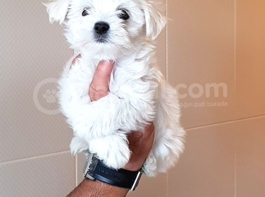 Pamuk Gi̇bi̇ Orji̇nal Maltese Teri̇er Yavrular görsel