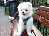 Çok tatlı teacup dişi pomeranian boo