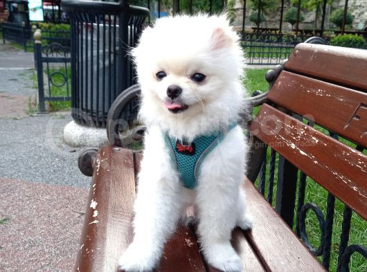 Çok Tatlı Teacup Dişi Pomeranian Boo