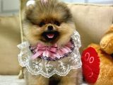 Pomerani̇an Boo Ayi Surat Yavrumuz