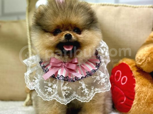 Pomerani̇an Boo Ayi Surat Yavrumuz görsel