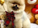 3 AYLIK SECERİLİ YAVRUMUZ ORİJİNAL SAFKAN TEDDY BEAR
