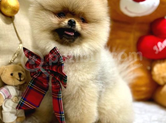 3 Aylik Seceri̇li̇ Yavrumuz Ori̇ji̇nal Safkan Teddy Bear