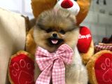 Pomerani̇an Boo Ayi Surat Yavrumuz