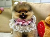 pOMERANİAN BOO AYI SURAT YAVRUMUZ