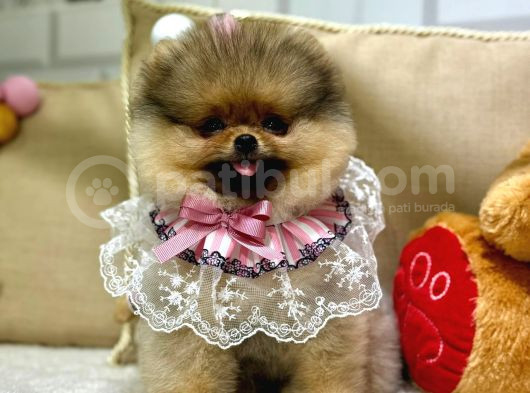 Pomerani̇an Boo Ayi Surat Yavrumuz