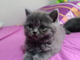 Safkan Biritish Shorthair Yavrular