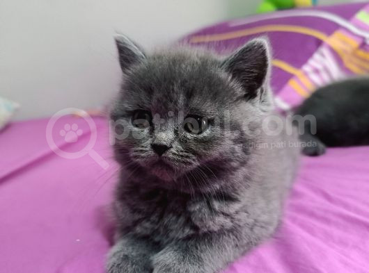 Safkan Biritish Shorthair Yavrular görsel