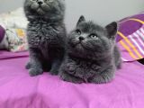 Safkan Biritish Shorthair Yavrular