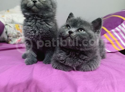 Safkan Biritish Shorthair Yavrular görsel