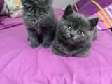 Safkan Biritish Shorthair Yavrular