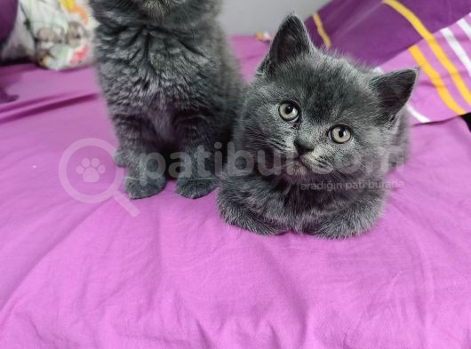 Safkan Biritish Shorthair Yavrular görsel