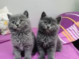 Safkan biritish shorthair yavrular