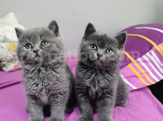 Safkan Biritish Shorthair Yavrular