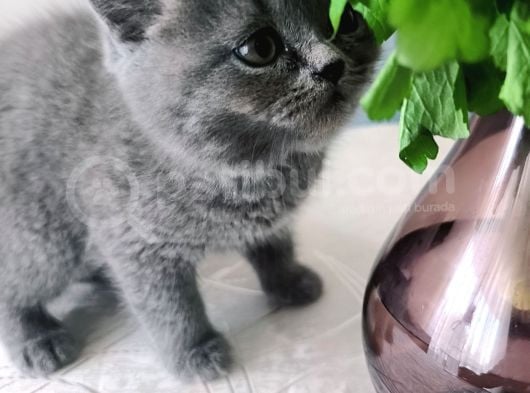 Safkan Biritish Shorthair Yavrular görsel