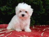 Pamuk Gi̇bi̇ Orji̇nal Maltese Teri̇er Yavrular