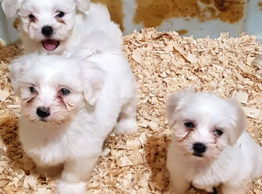 Pamuk Gi̇bi̇ Orji̇nal Maltese Teri̇er Yavrular görsel