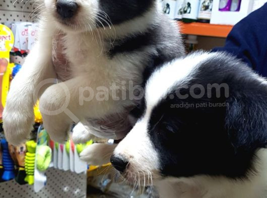 Show Li̇ne Orji̇nal Border Coli̇e Yavrular görsel