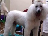 5000 Tl Standart Poodle Yavrular