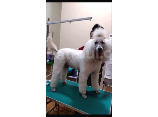 5000 Tl Standart Poodle Yavrular görsel