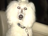 5000 Tl Standart Poodle Yavrular