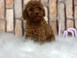 Red Brown Kizil Orji̇nal Toy Poodle Yavrular