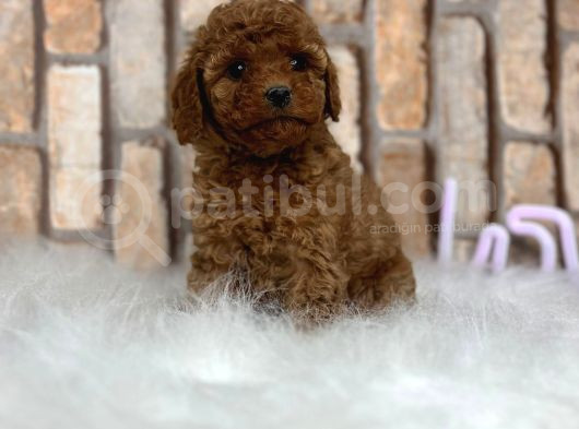 Red Brown Kizil Orji̇nal Toy Poodle Yavrular görsel