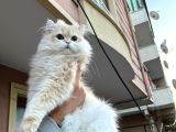 EŞSİZ GÜZELLİKTE NV 12 YAVRU ERKEK fULL SCRLİ